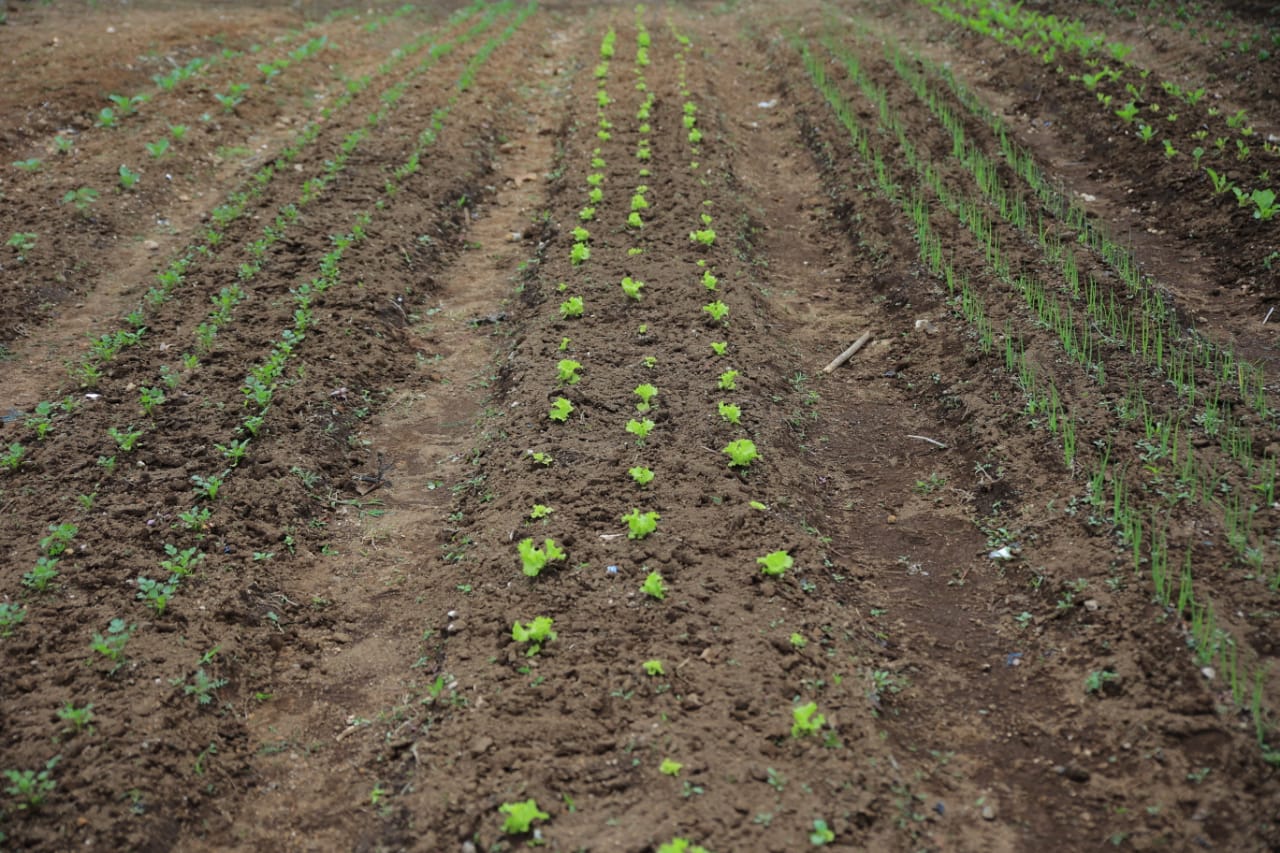 Chimaltenango refuerza la producción de alimentos