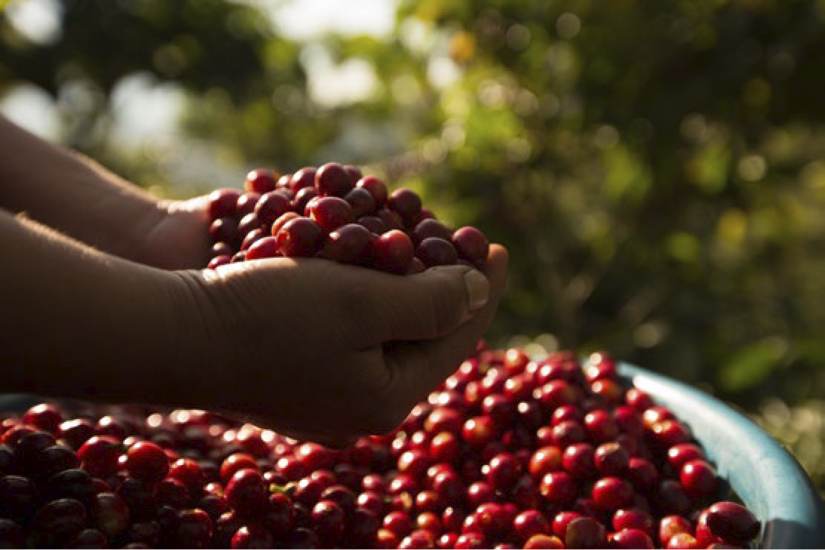 Guatemala y su café