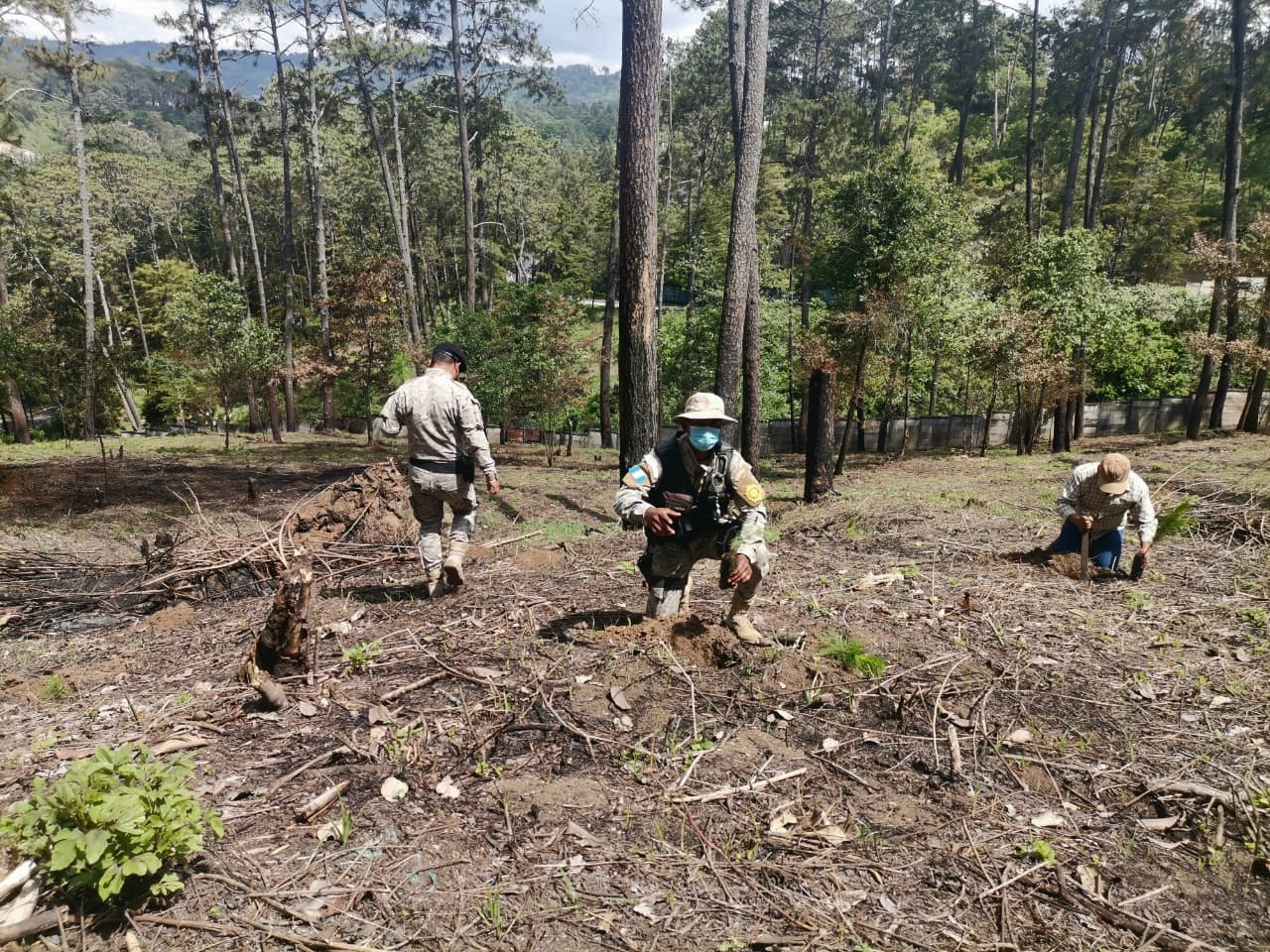 Ejército y PNC continúan apoyando reforestación en el territorio