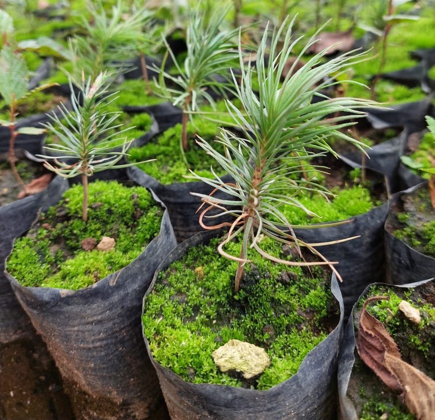 Lanzan campaña Reforestando Atitlán para un futuro verde