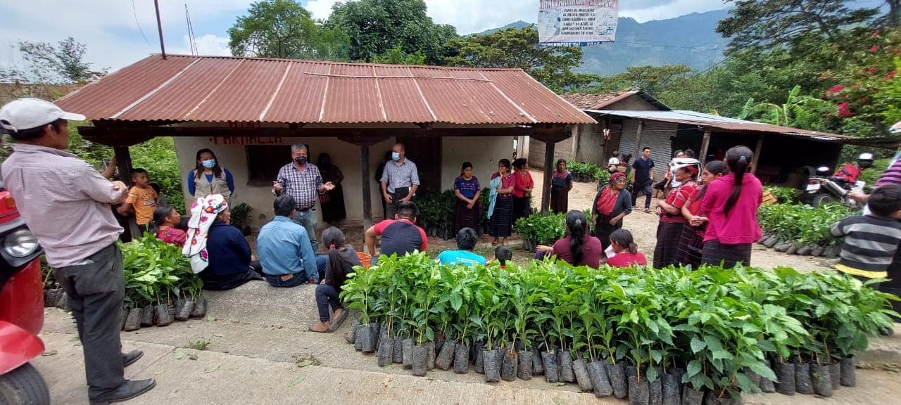 Habitantes de San Sebastián Huehuetenango reciben plántulas de café