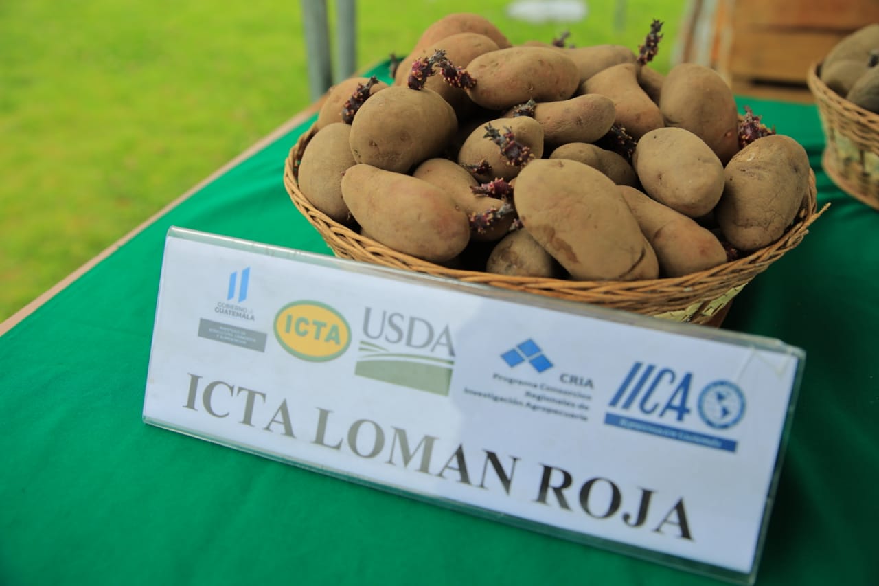 MAGA apuesta por cultivo sostenible de nueva variación de papa