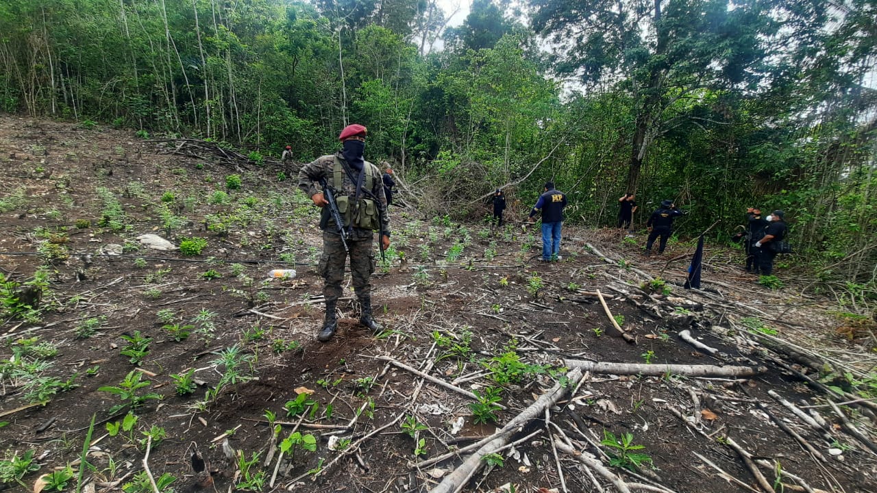 Fuerzas de seguridad erradican más de 12 mil matas de marihuana en Petén