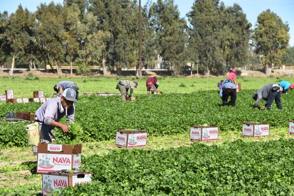 Comisionada de Florida promete defender a agricultores hispanos en desventaja