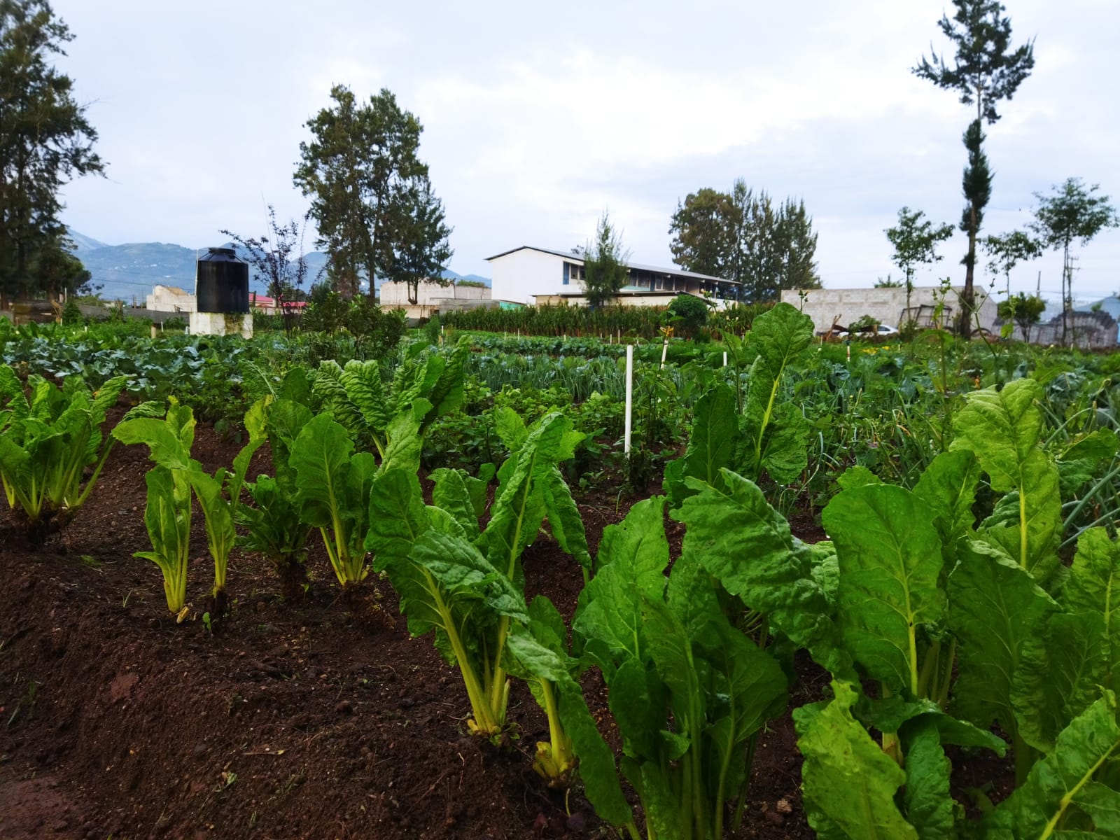 Dan recomendaciones al sector agropecuario debido a copiosa lluvia