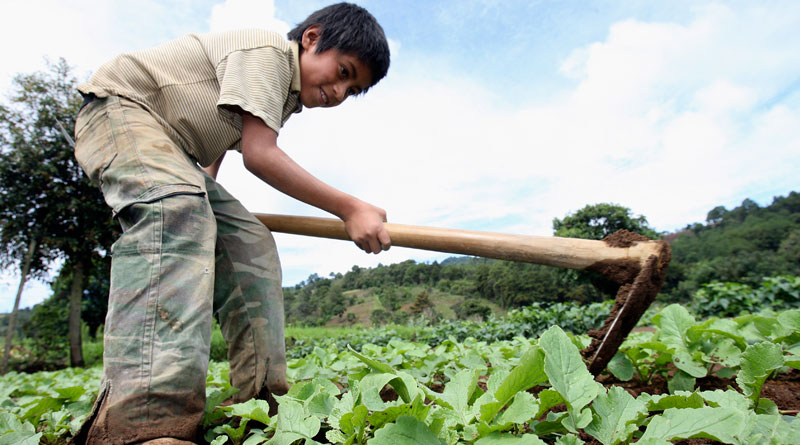 Guatemala reafirma su compromiso para la erradicación del trabajo infantil