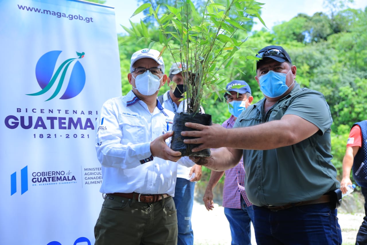 Siembra de bambú ayudará a familias agricultoras y a proteger cuenca del Motagua