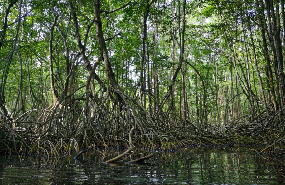 Conmemoran el Día Internacional de la Defensa del Ecosistema Manglar