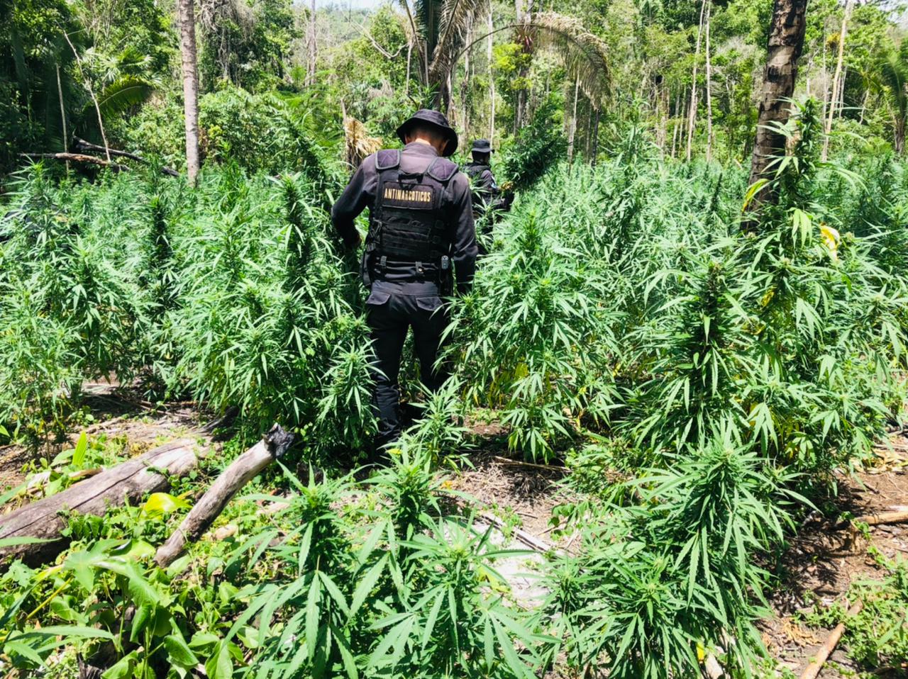 La SGAIA erradicaron 116 mil 048 matas de marihuana en Petén.
