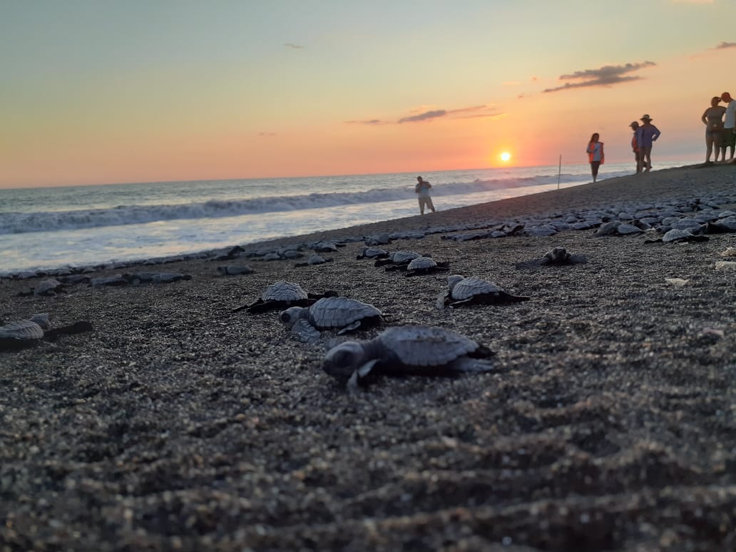 Anuncian temporada de anidación de tortugas marinas