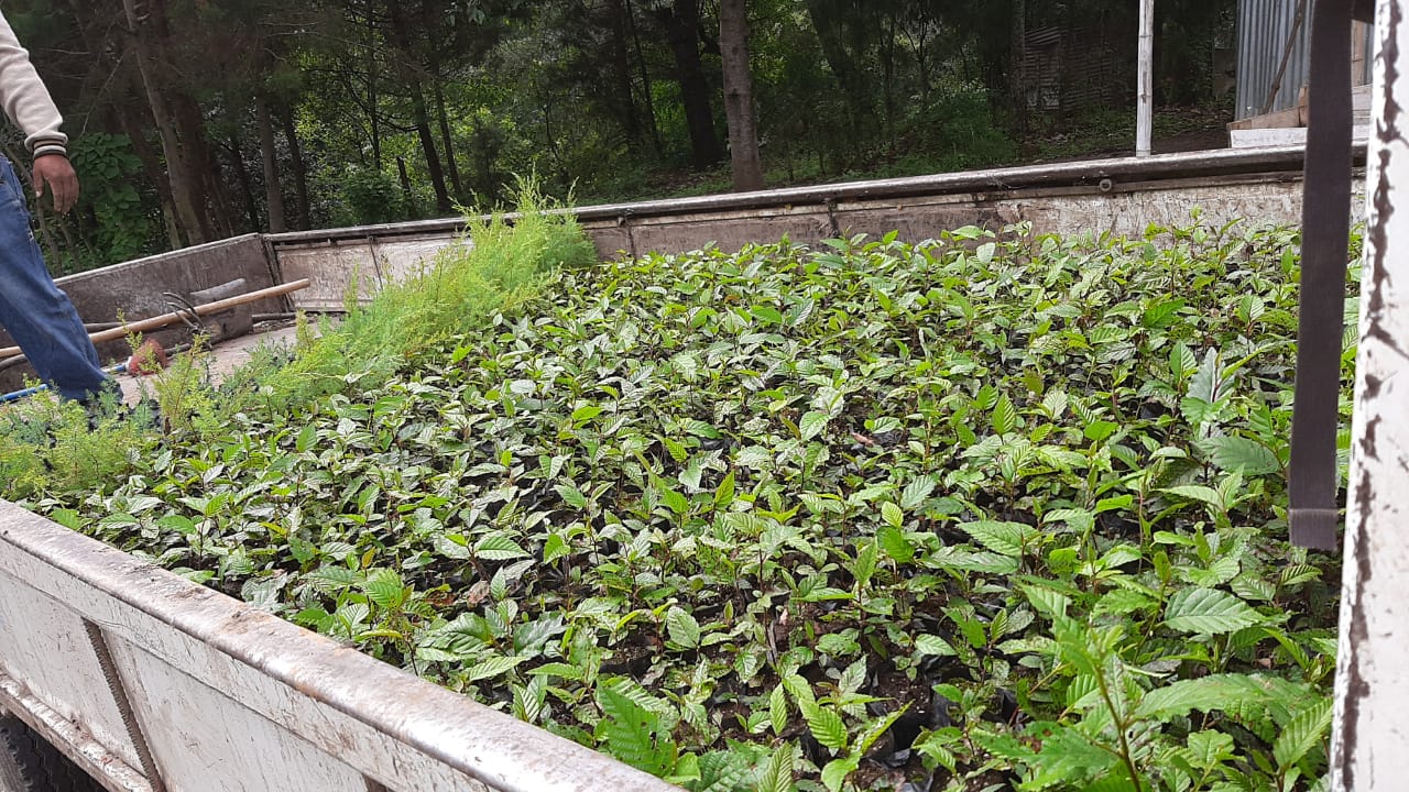 Gobernación Departamental de Chimaltenango promueve la reforestación