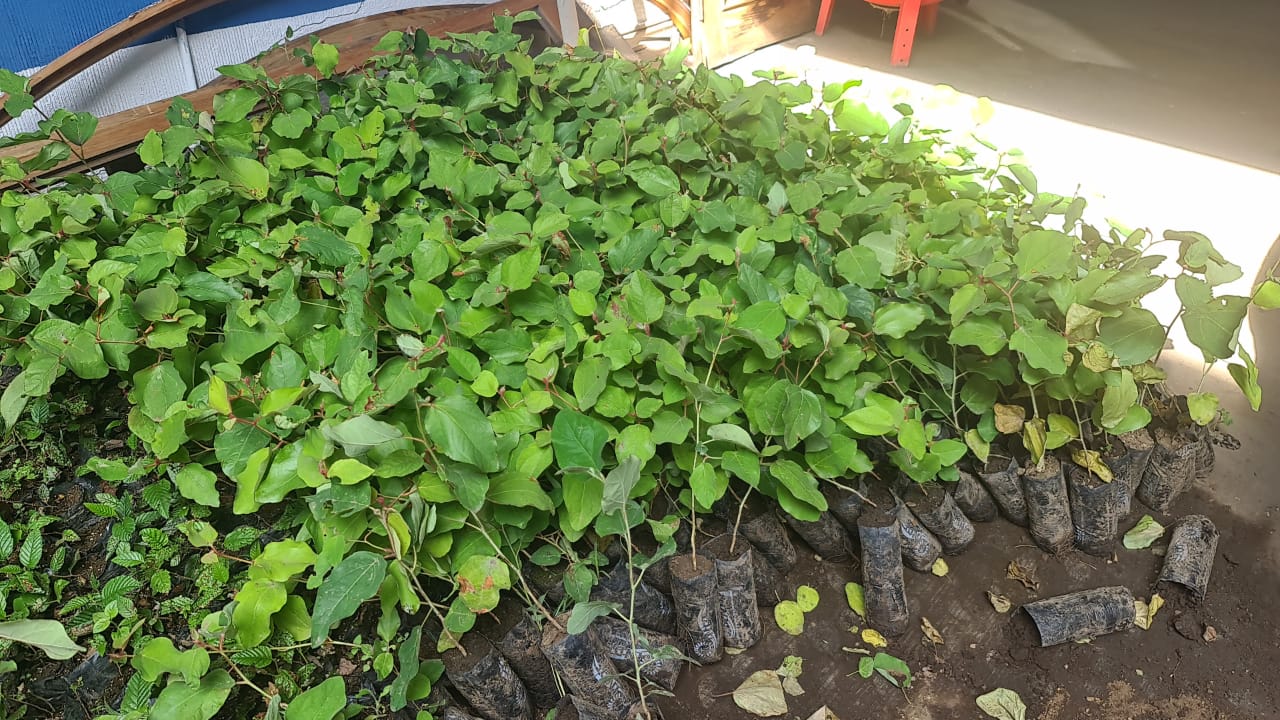 MARN promueve la producción forestal en Sansare, El Progreso
