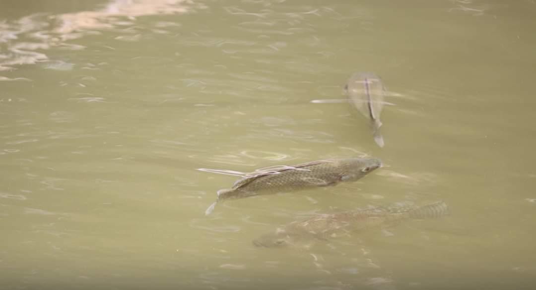 Promueven crianza artesanal de tilapia en Taxisco, Santa Rosa