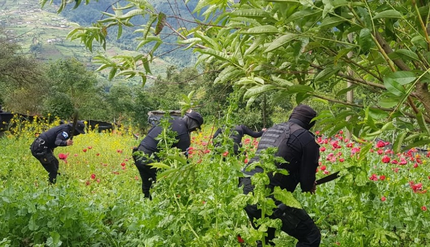 Erradican plantaciones de amapola valoradas en más de 96 millones de quetzales
