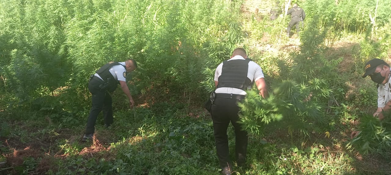 PNC erradica más de 3 millones de matas de marihuana en San Marcos