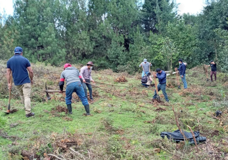 MARN mantiene jornadas de reforestación en los departamentos