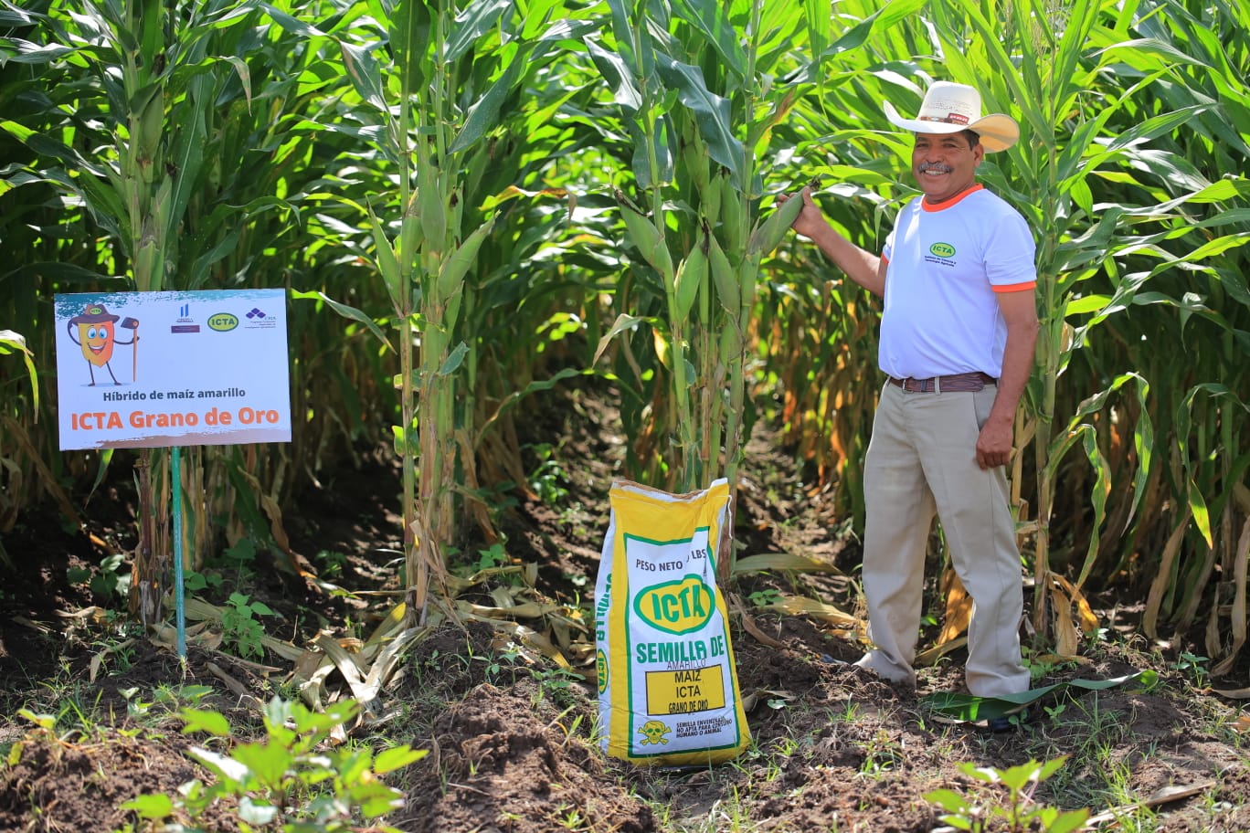 Más de 2 mil productores de maíz serán beneficiados con el lanzamiento de la semilla ICTA Grano de Oro