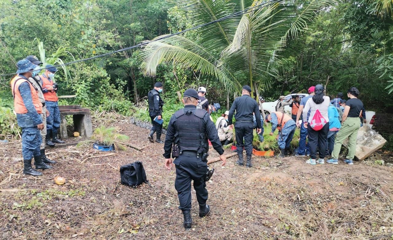 PNC ha contribuido en jornadas de reforestación con más de 133 mil árboles