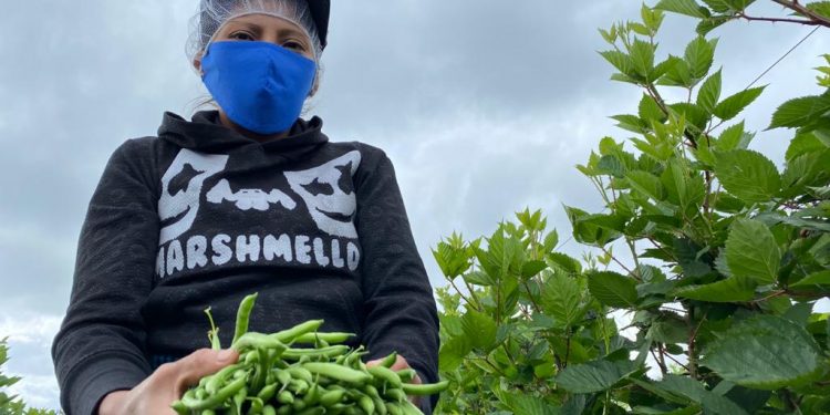 Ventas locales para alimentación escolar alcanzarían los 339 millones de quetzales