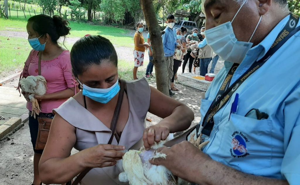 MAGA asesora a vecinos de Escuintla en producción avícola