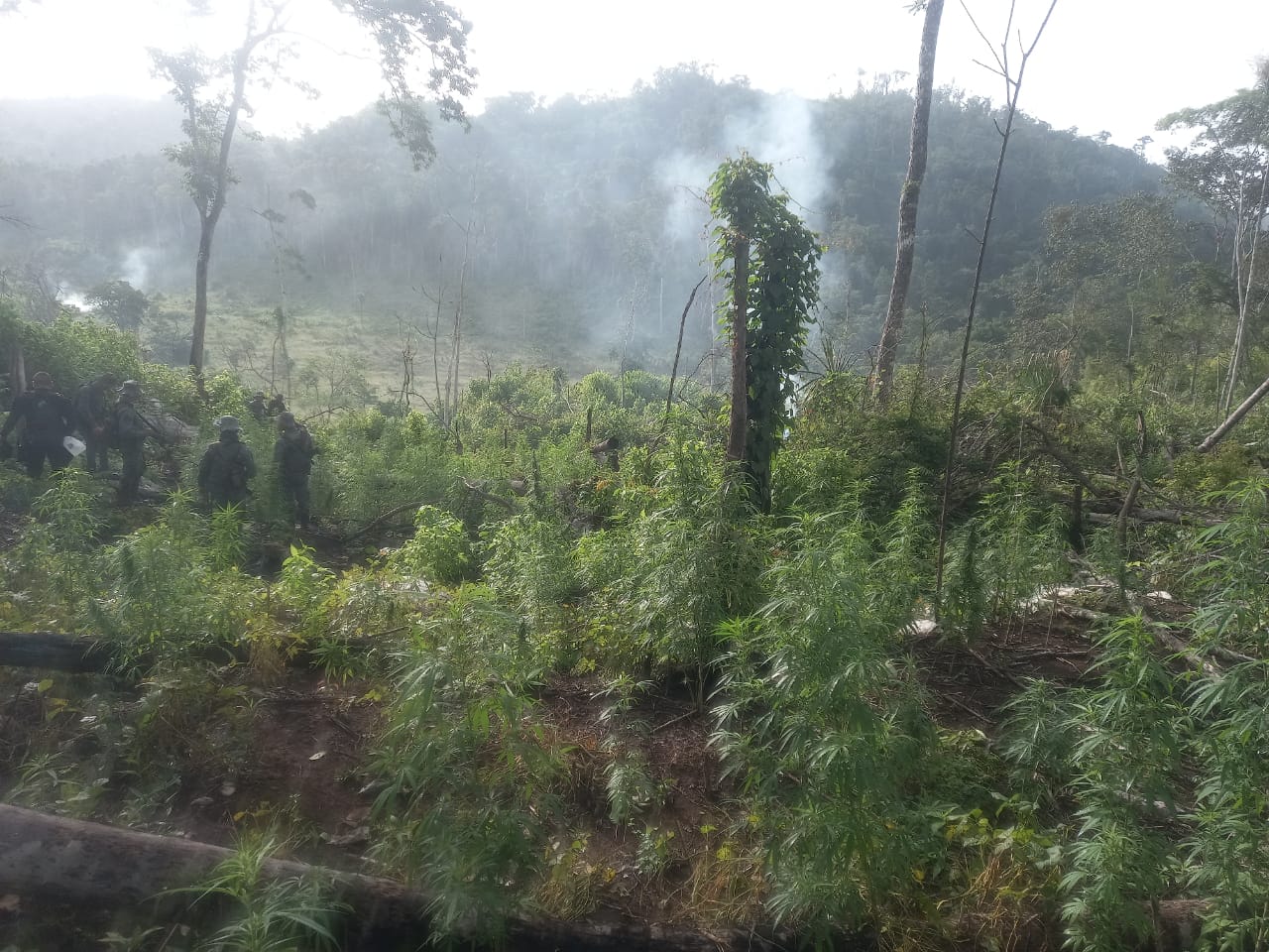 PNC erradica e incinera 52 mil matas de marihuana en Petén