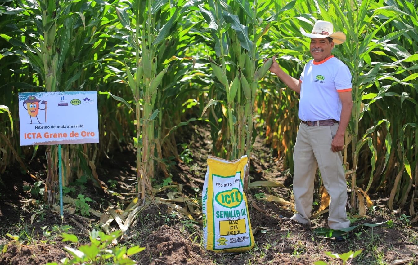 MAGA presenta nueva semilla de maíz en Baja Verapaz