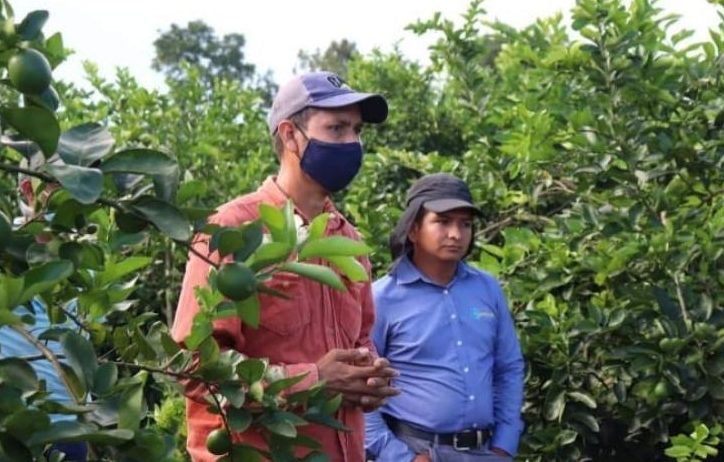 MAGA apoya a productores de limón persa en Petén