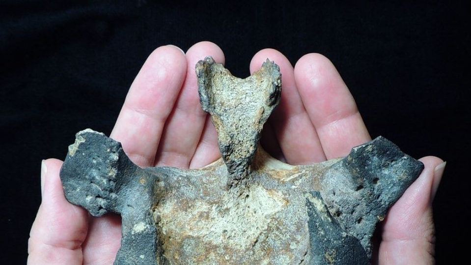 Estudio demuestra que delfines suramericanos sobrevivieron a extinción masiva