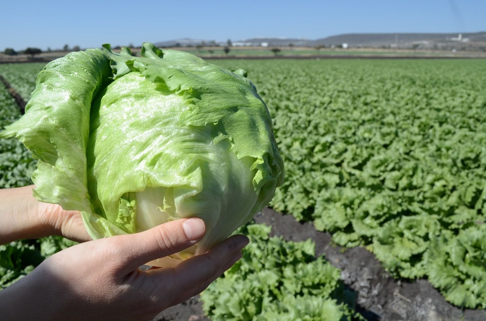 Guatemala y Ecuador concluyen negociaciones para comercializar productos libres de aranceles