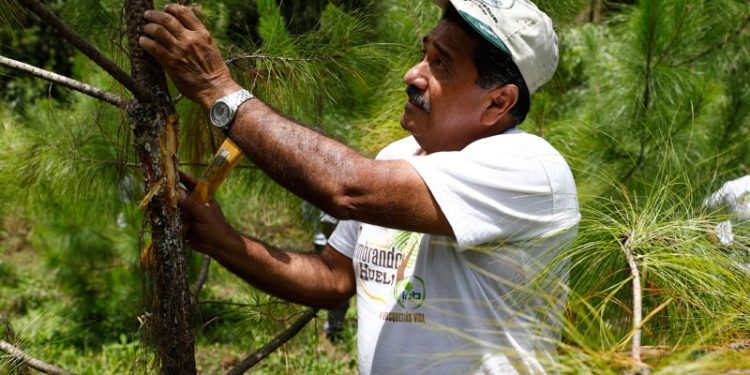 Incentivos forestales benefician a más de 46 mil familias guatemaltecas
