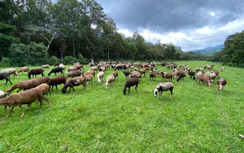 MAGA se enfoca en nutrición animal en seminario de agricultura orgánica