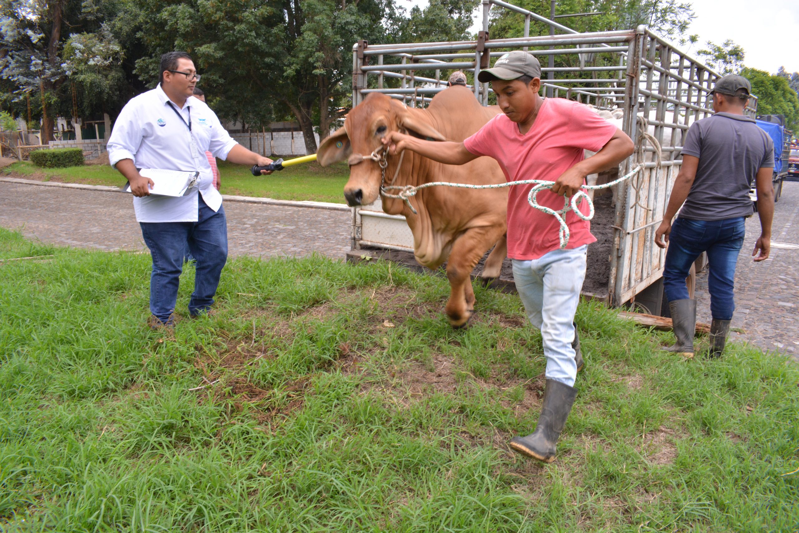 MAGA trabaja para establecer corrales cuarentenarios en Petén