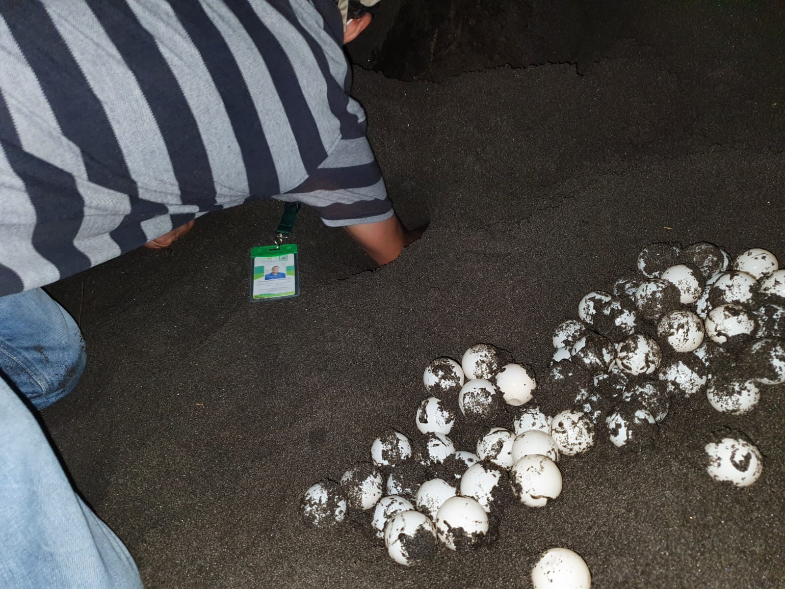 Cierre de playas en Santa Rosa permite recolectar 3 mil 341 huevos de tortuga marina