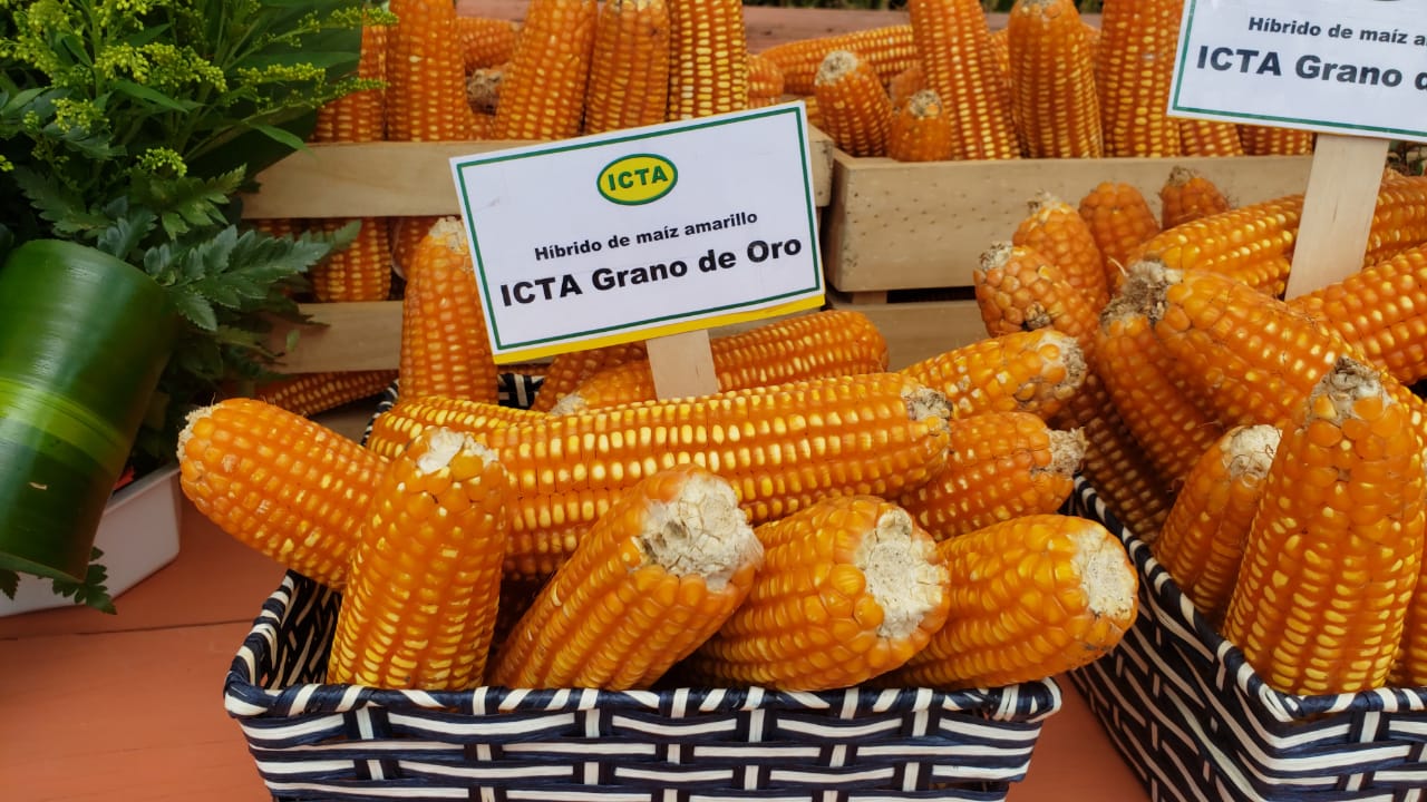 Productores de la costa sur reciben nueva variedad de semilla de maíz