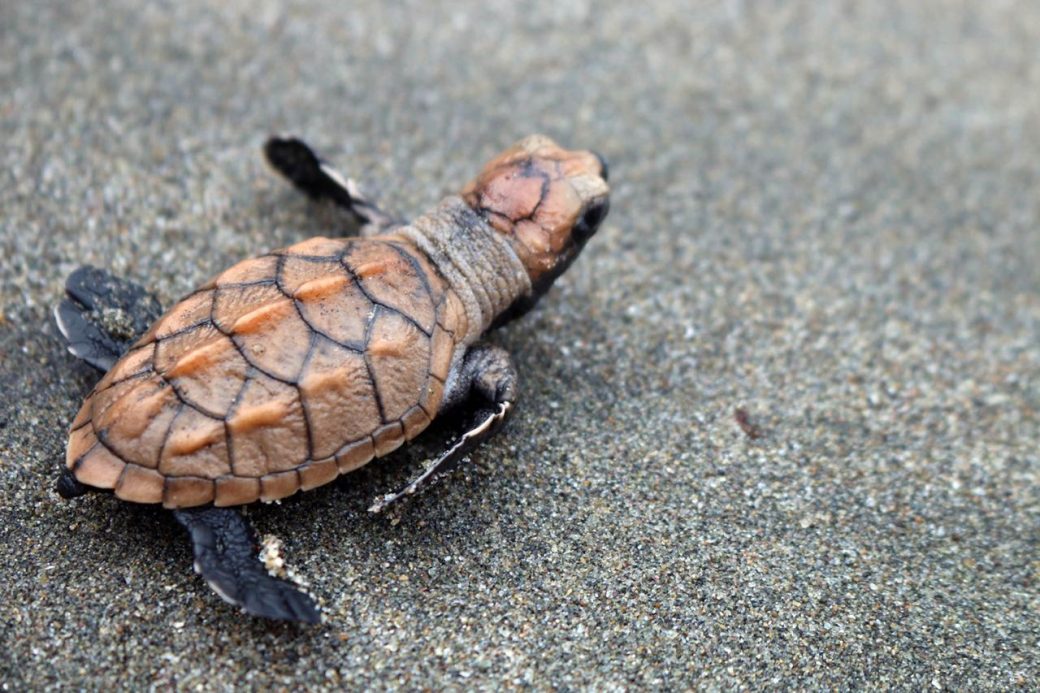 Anuncian cierre temporal de playas por recolección de huevos de tortuga marina