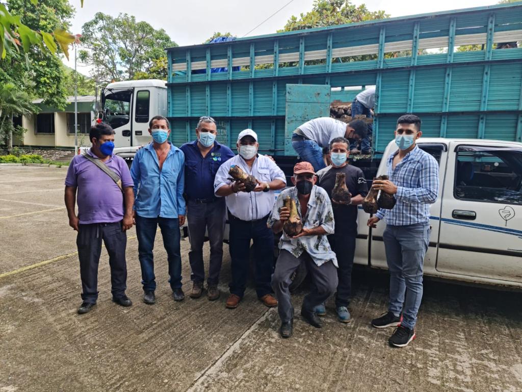 MAGA promueve cultivo de plátano en Jutiapa