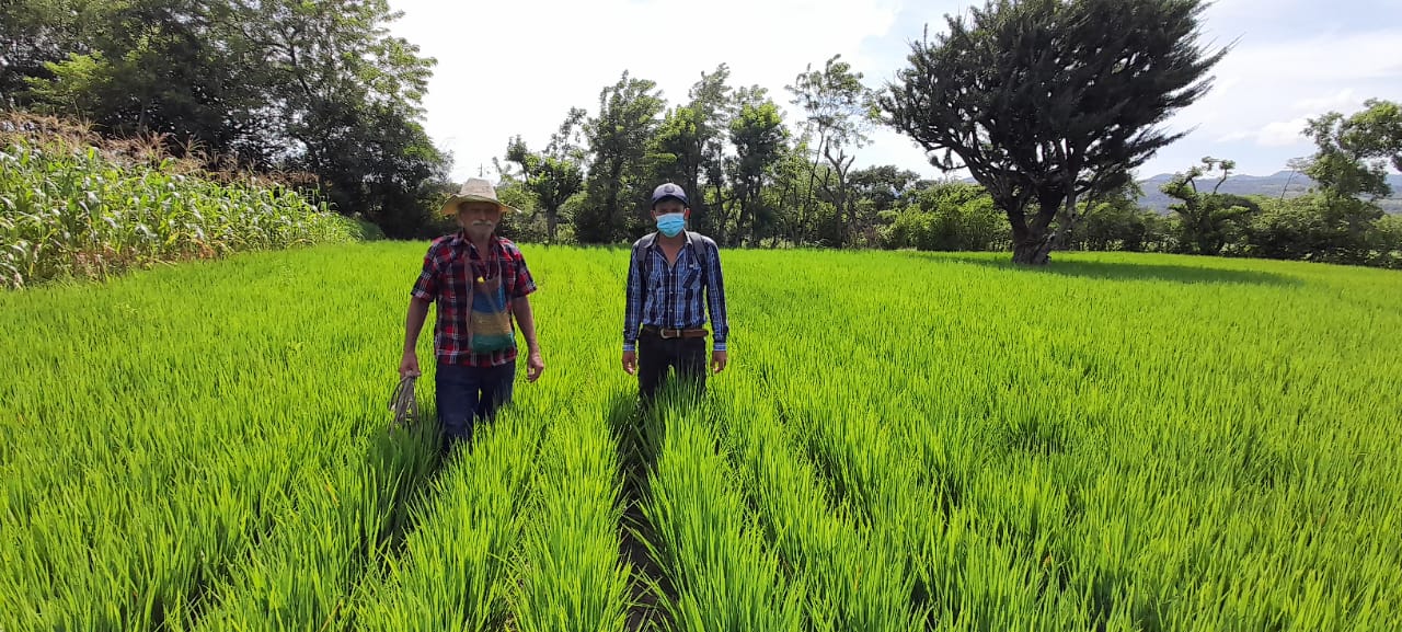 MAGA verifica plantaciones de arroz mejorado en El Progreso, Jutiapa