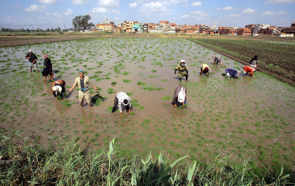 Egipto apuesta por el reciclaje del agua ante la amenaza de la escasez