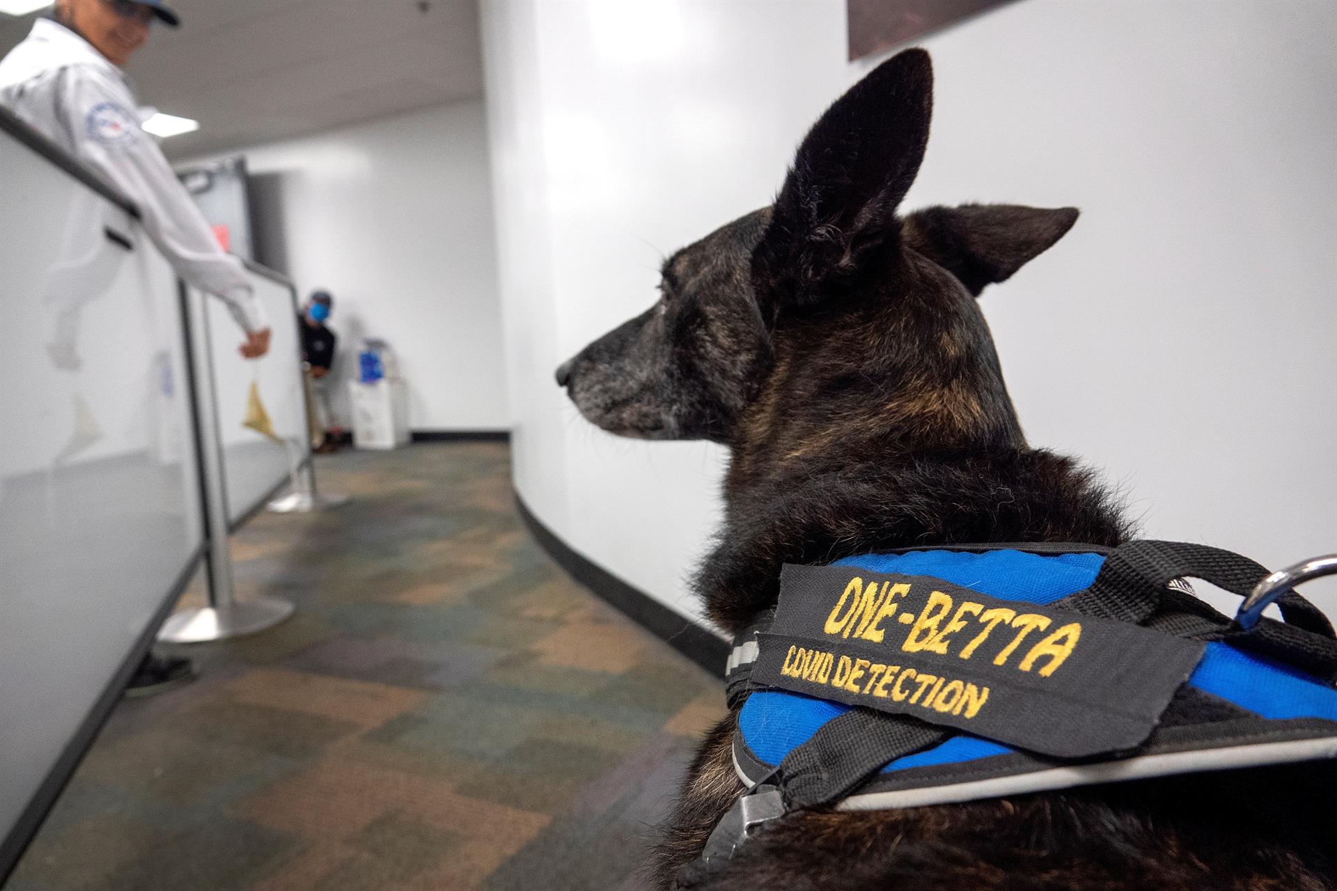 Cobra y One-Betta, las detectoras de COVID-19 en el aeropuerto de Miami