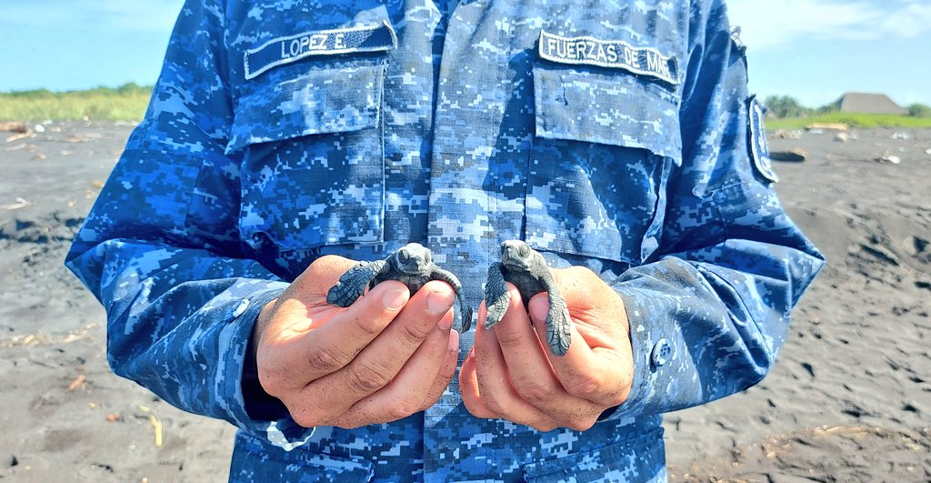 Soldados apoyan en la liberación de tortugas en el Pacífico del país
