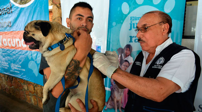 Campaña de vacunación antirrábica canina. / Foto: DCA.