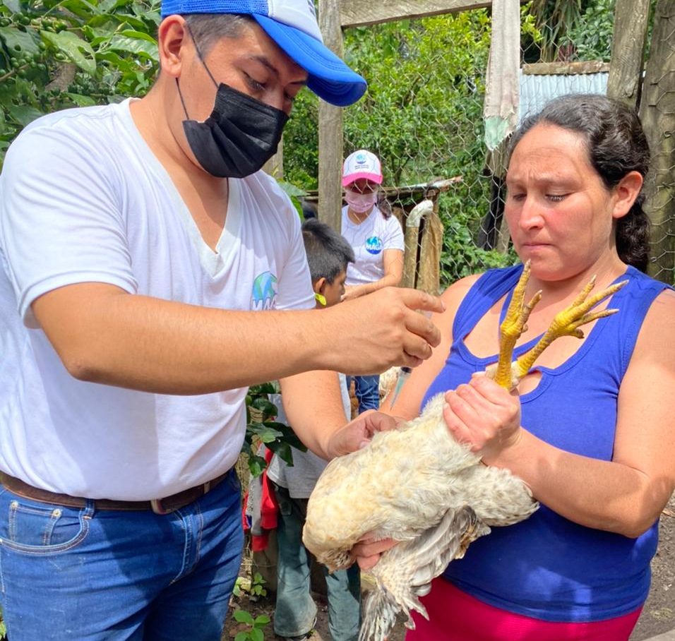 Brigadas de sanidad avícola realizan jornada de vacunación en San Marcos