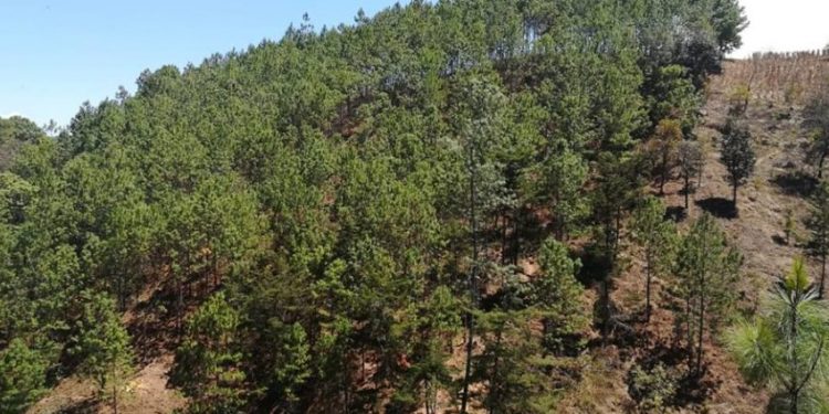 Pago de incentivos forestales asciende a 375 millones de quetzales durante el año