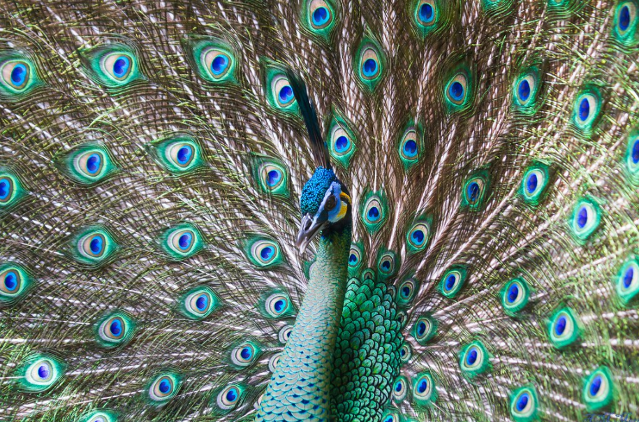 Informan sobre aumento sostenido de pavos reales verdes en Yunnan