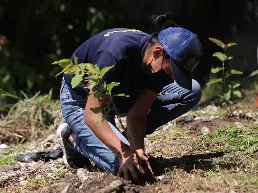 Unen esfuerzos para plantar 4.5 millones de árboles a nivel nacional
