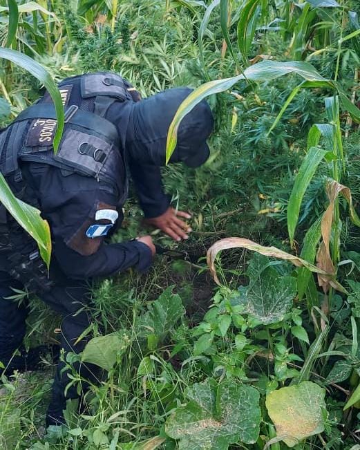 PNC erradica 18 mil 725 matas de marihuana en Huehuetenango
