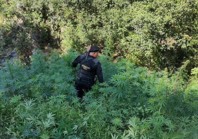 PNC erradica más de 61 mil matas de marihuana en Totonicapán