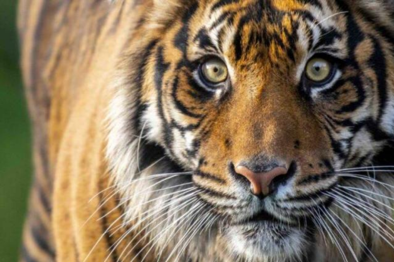 Así continúa la labor de los creadores de vacuna contra COVID-19 para animales