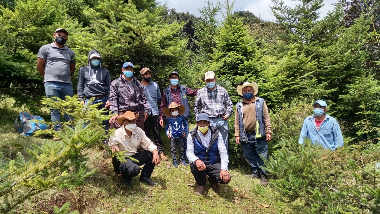 Inab promueve plantación y conservación del pinabete