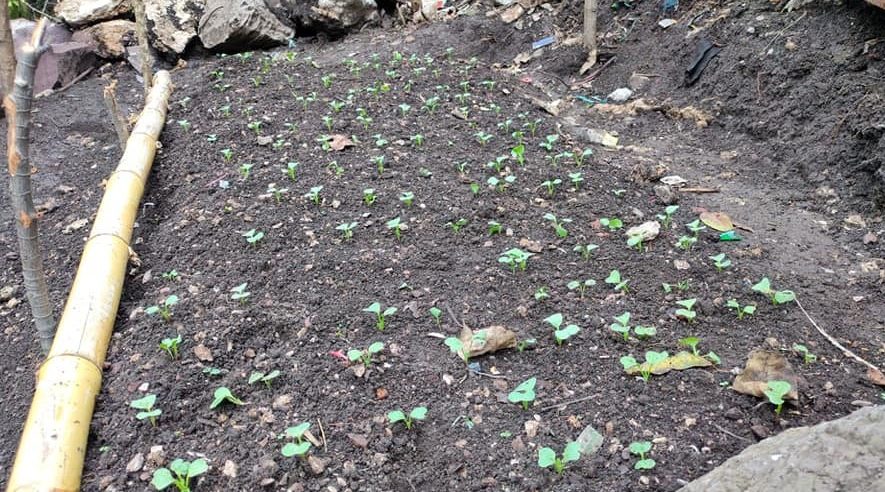 MAGA facilita acceso a alimentos en área rural de Cuilco